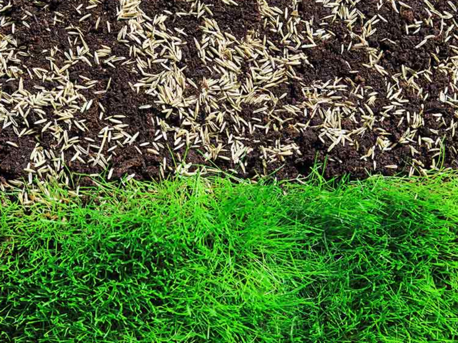 Close-up of dew-covered green grass blades in a field at dawn