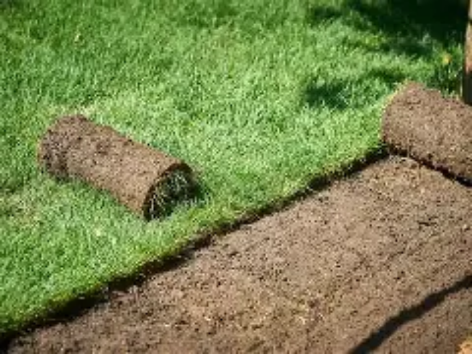 Close-up of lush green grass blades filling the frame