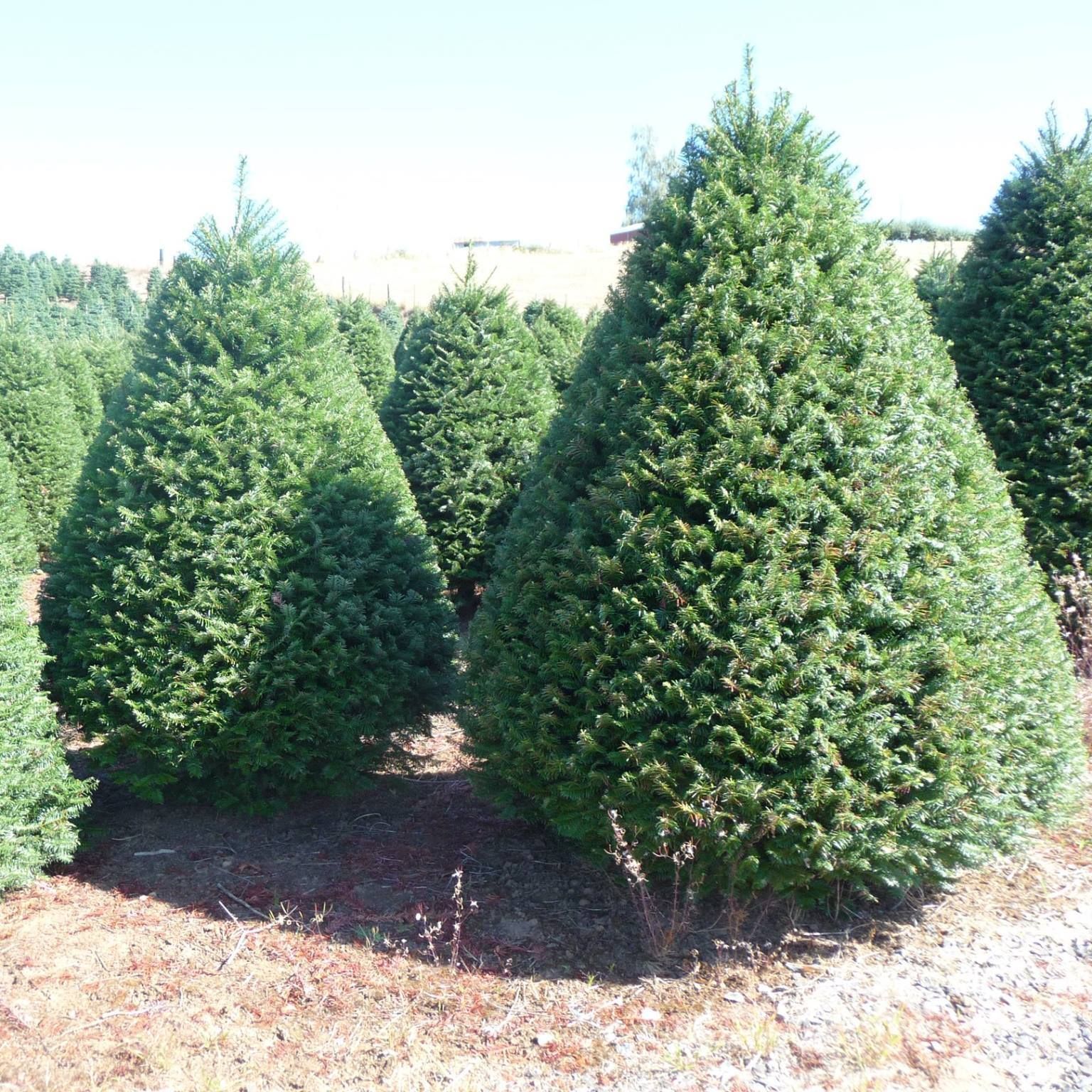 Seasonal Special Trees Gresham, OR Deep Creek Tree Farms