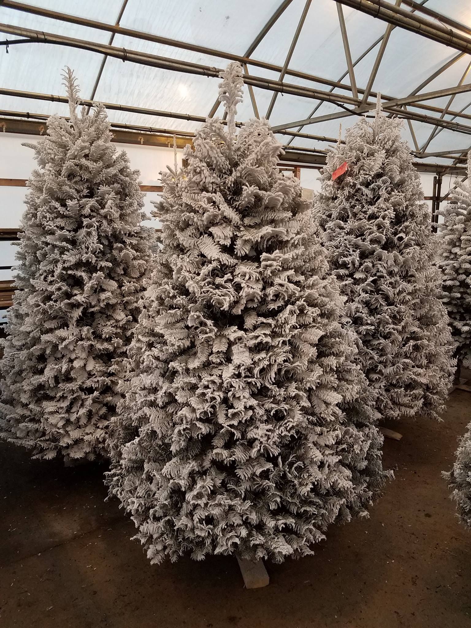 Seasonal Special Trees Gresham, OR Deep Creek Tree Farms