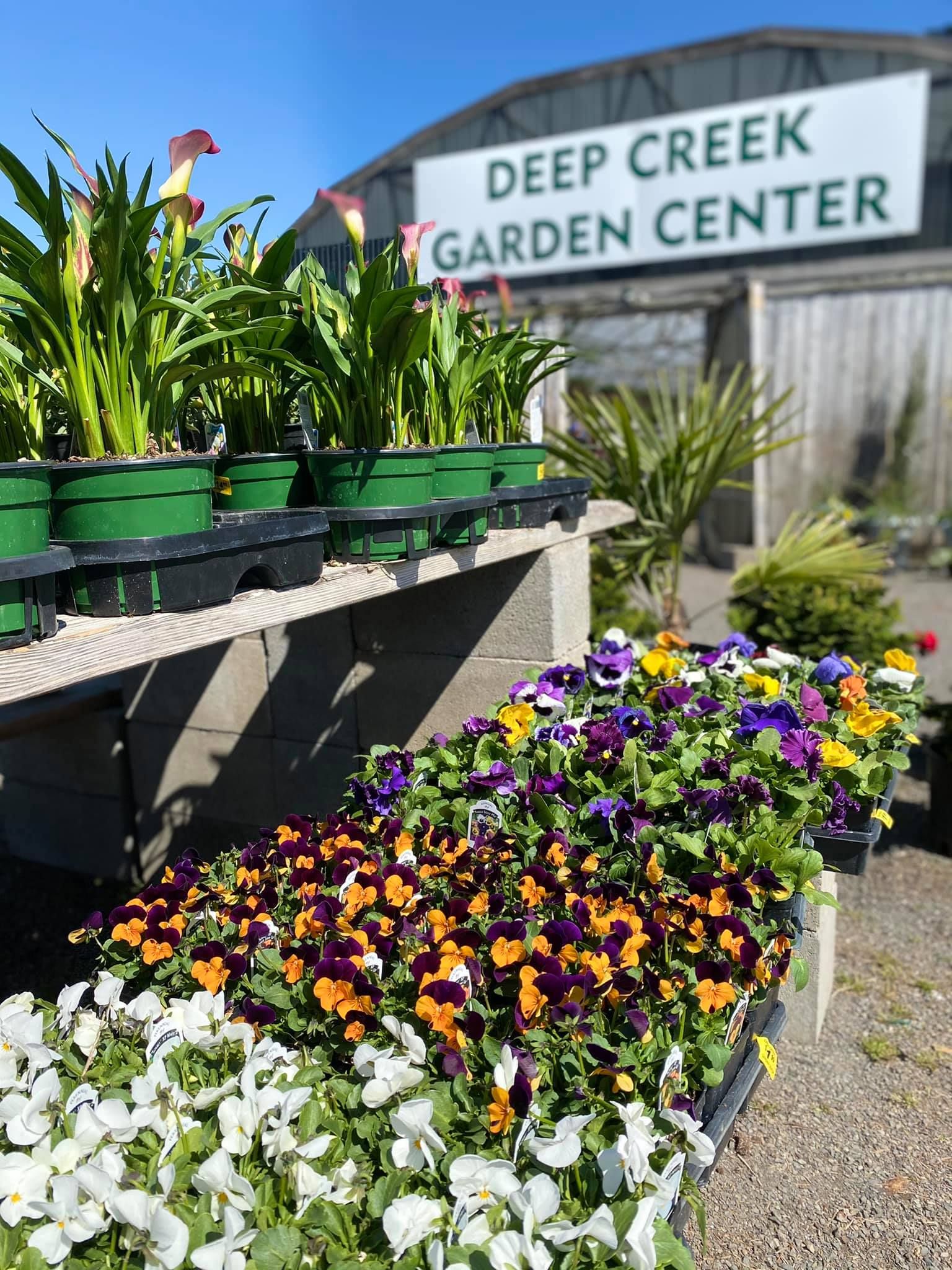 Festive Christmas Trees Gresham, OR Deep Creek Tree Farms