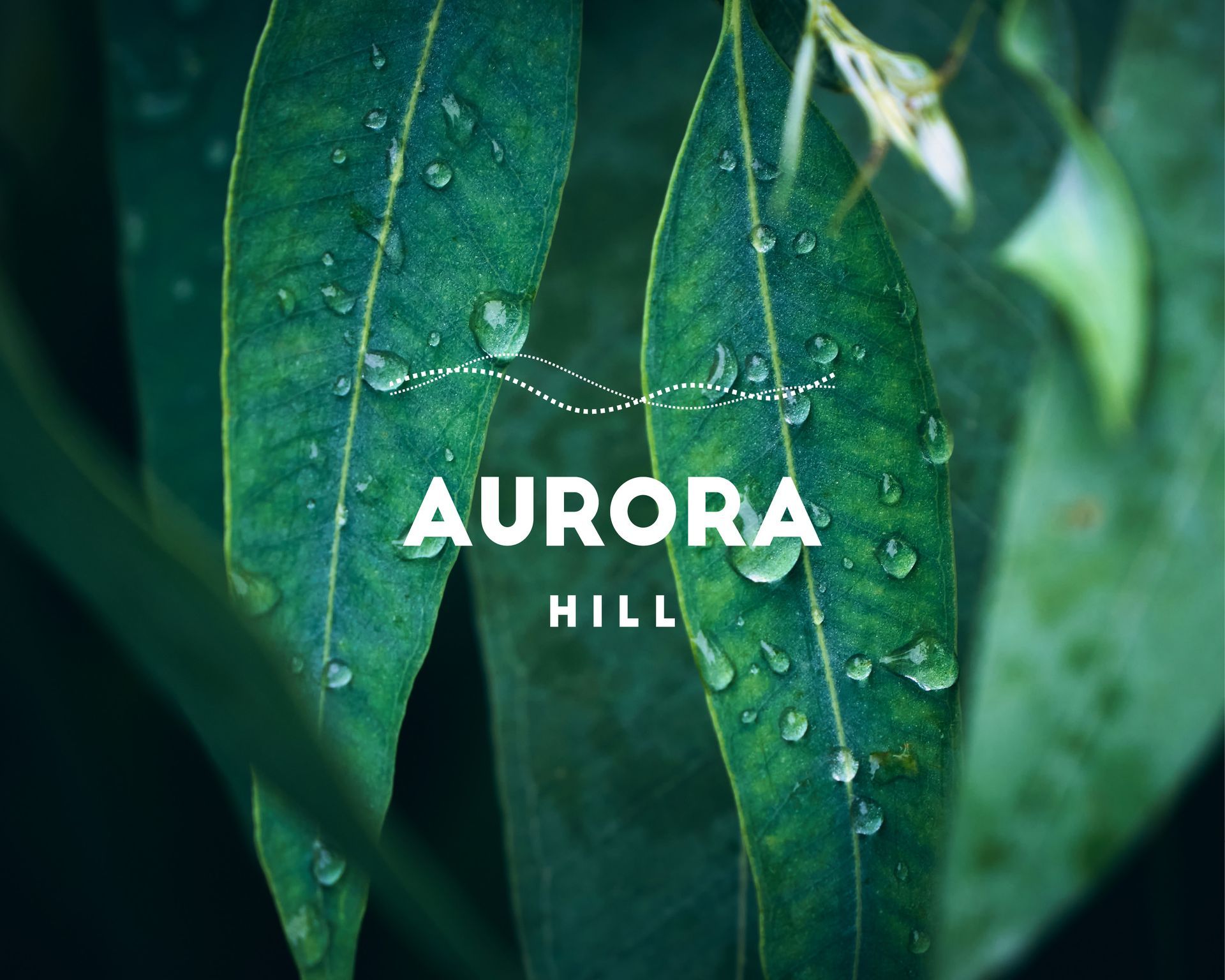 A close up of a green leaf with water drops on it.