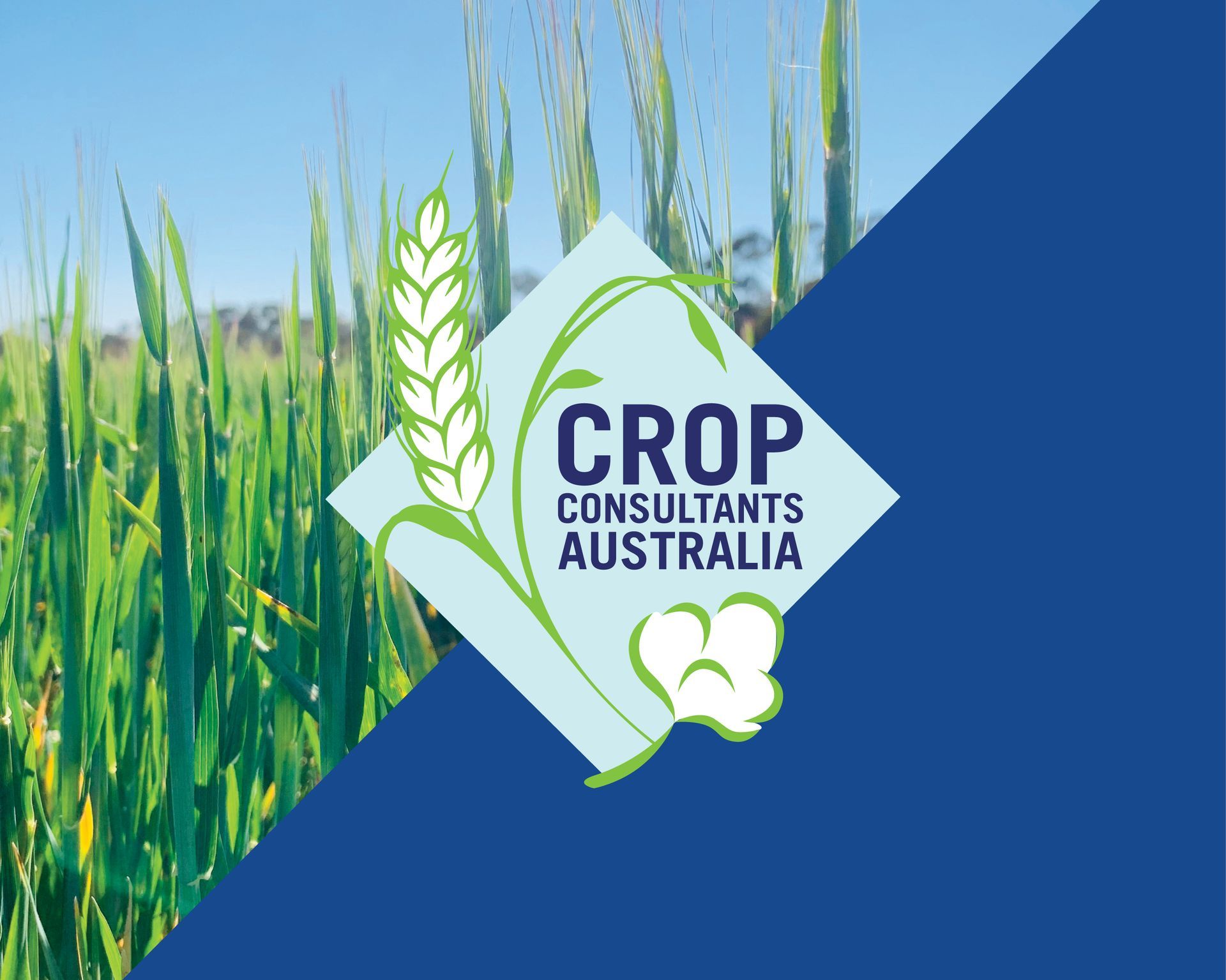 Crop Consultants Australia logo over green wheat field on blue diagonal background