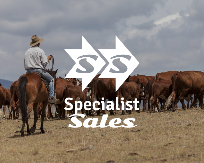 Cowboys herding cattle in a field with a Specialist Sales logo overlay