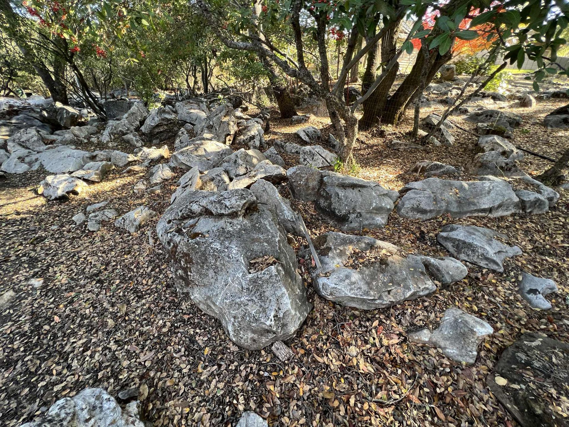Rocks and fallen leaves in a wooded area; trees in the background, lit by sunlight.