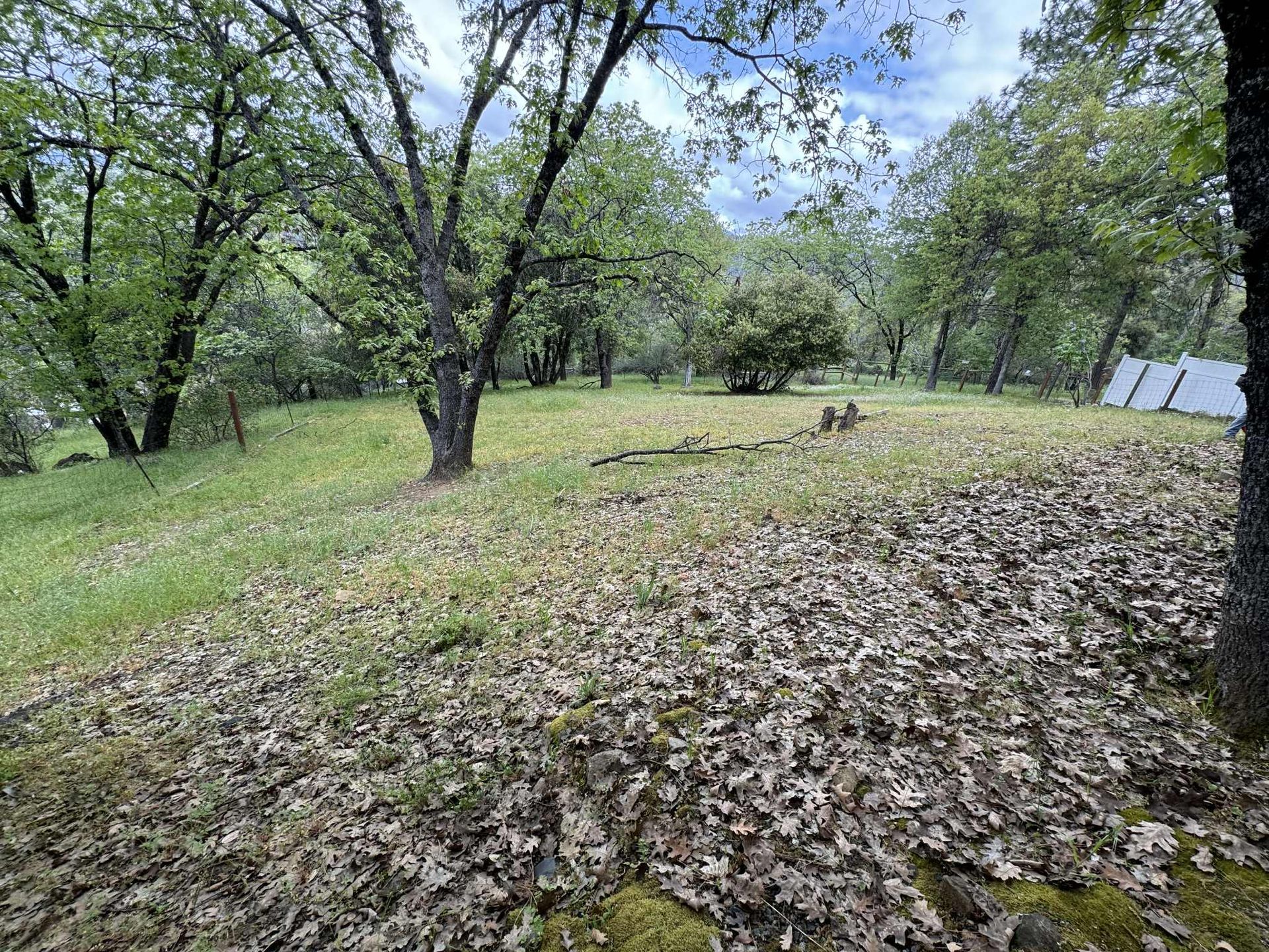 Grassy field with scattered leaves and trees under a cloudy sky.