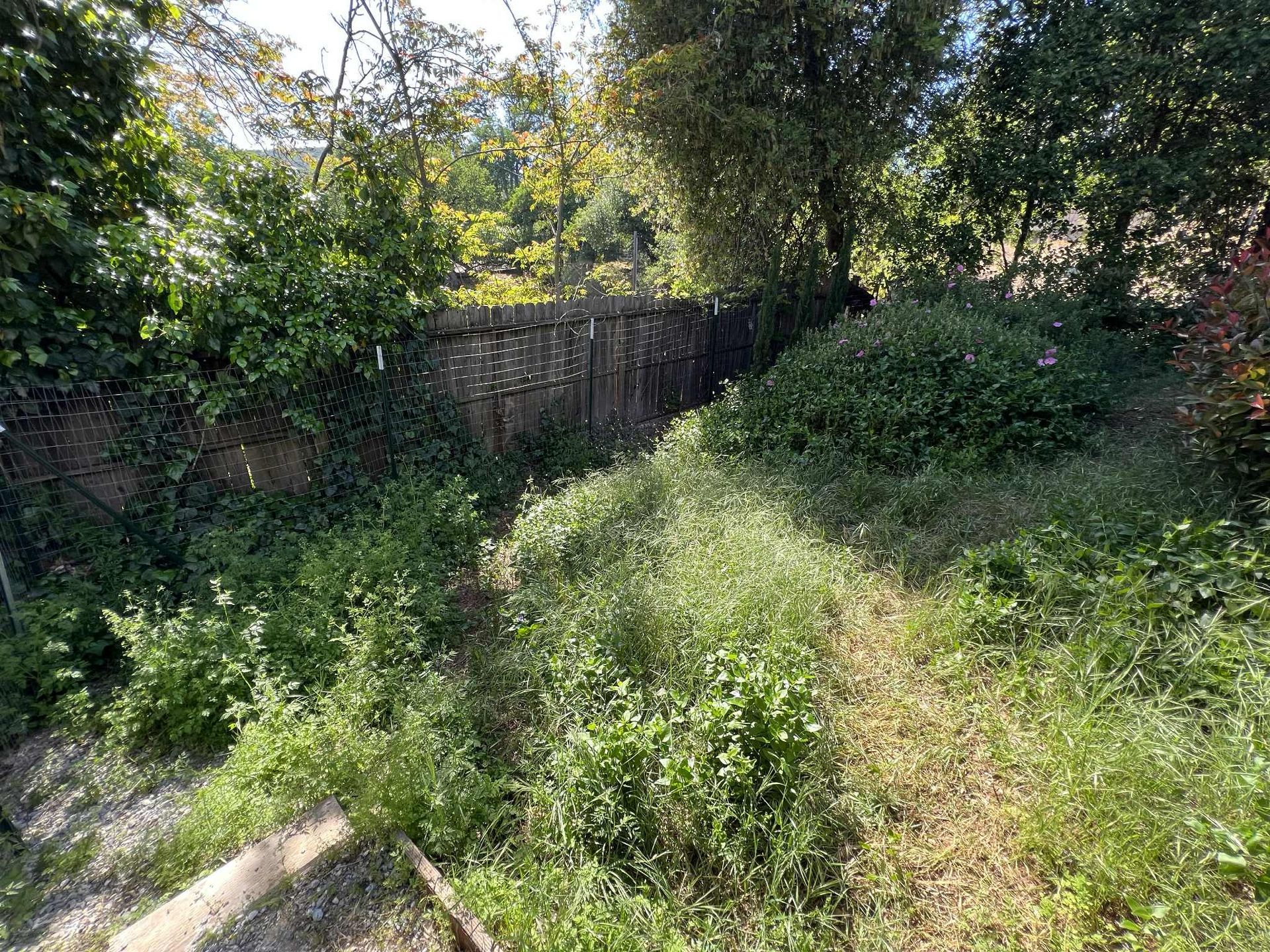 Overgrown backyard with weeds and bushes; a stone wall in the background, trees visible in the distance.