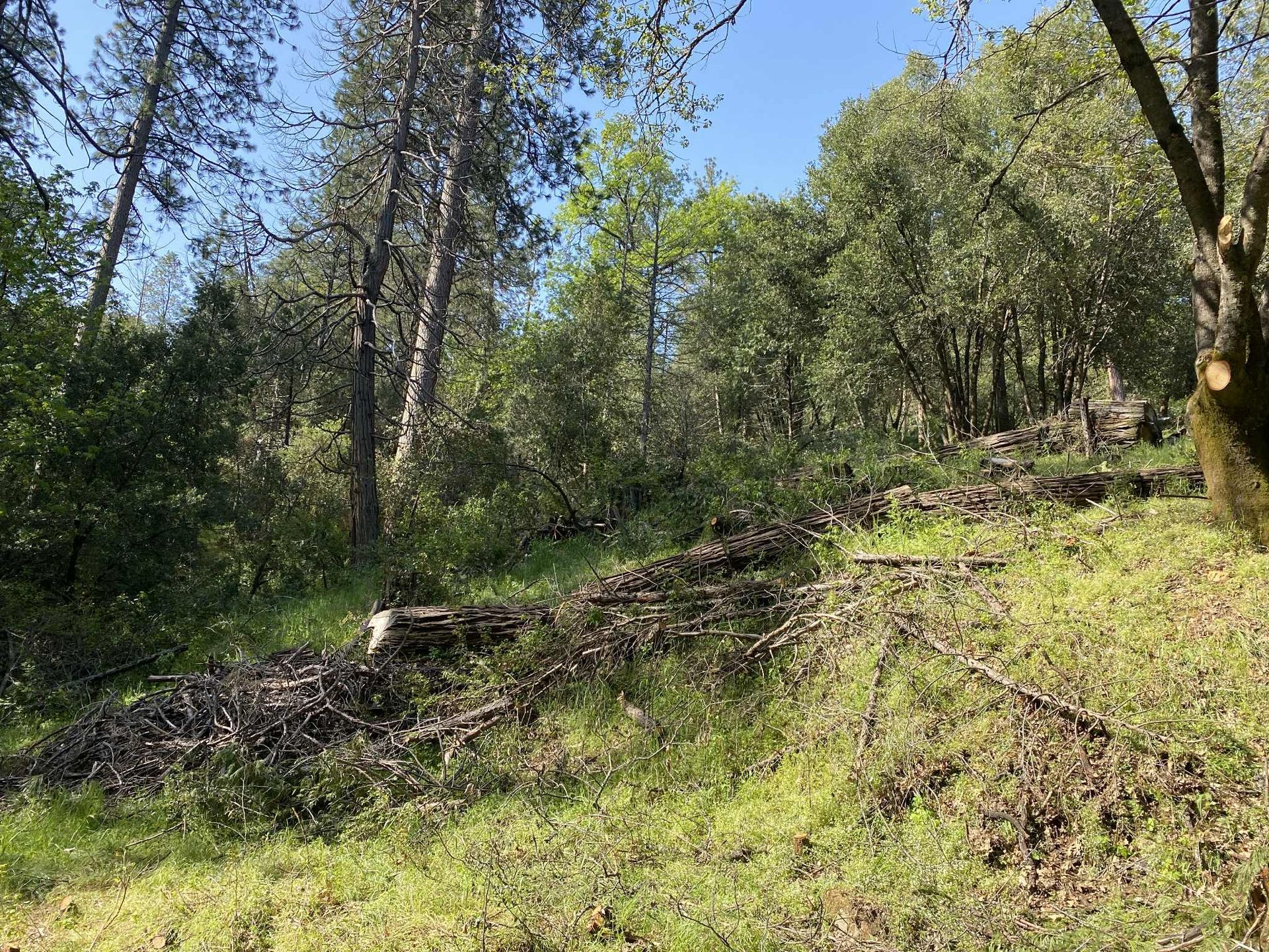 Grassy hillside with scattered logs and trees, under a blue sky.