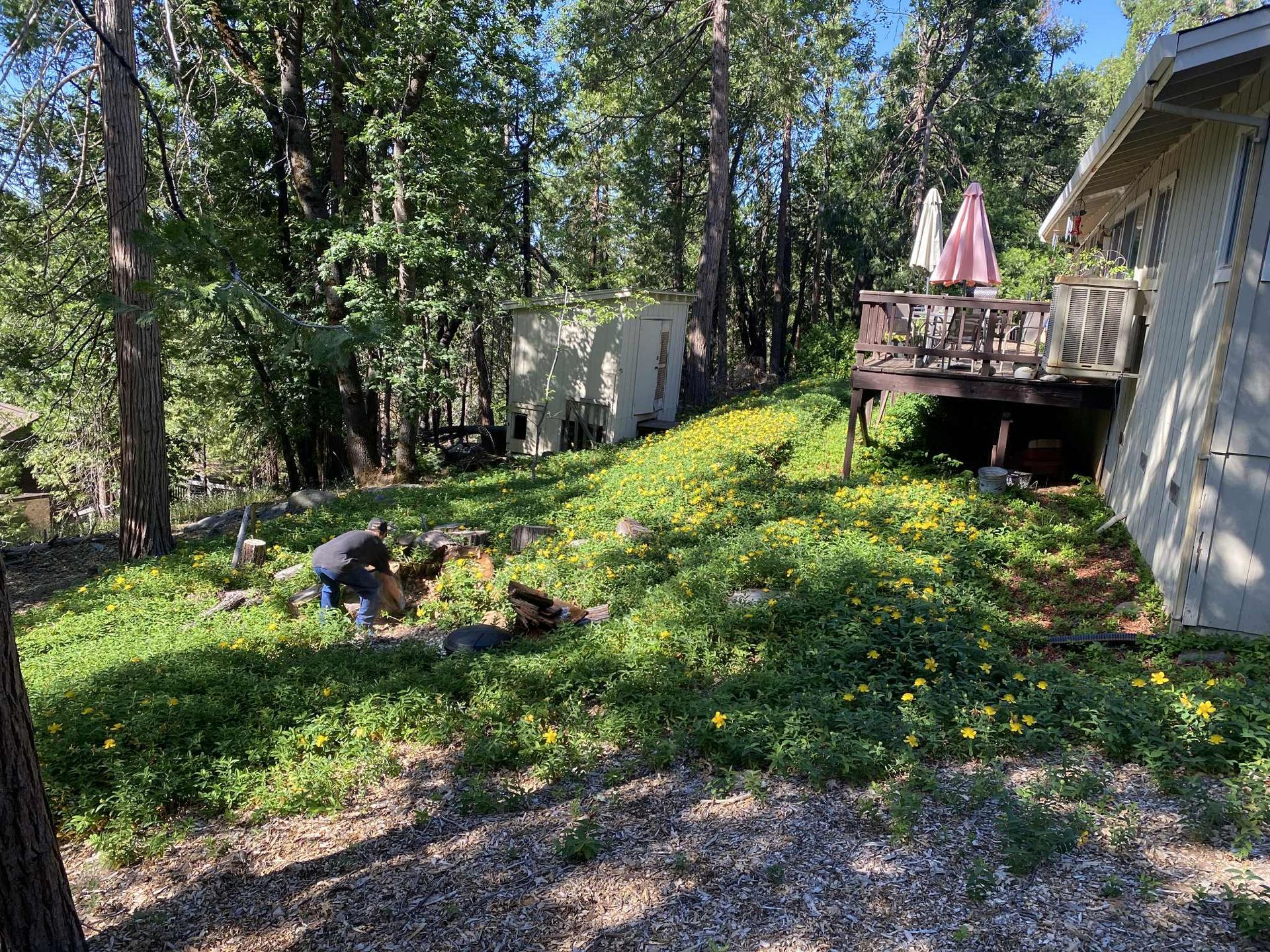 Person working in a grassy yard, near a house and deck. Trees surround the area.