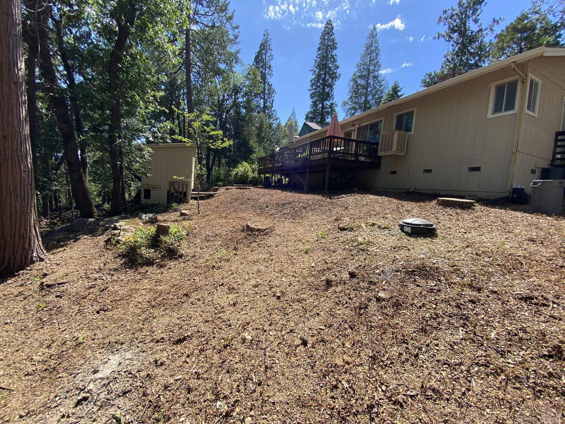 Backyard with wood chips, building, trees, and blue sky.