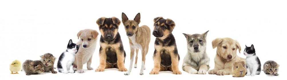 HOSPITAL VETERINARIO SANTA ENGRACIA MEMORIAL Atención Medica 24 Horas