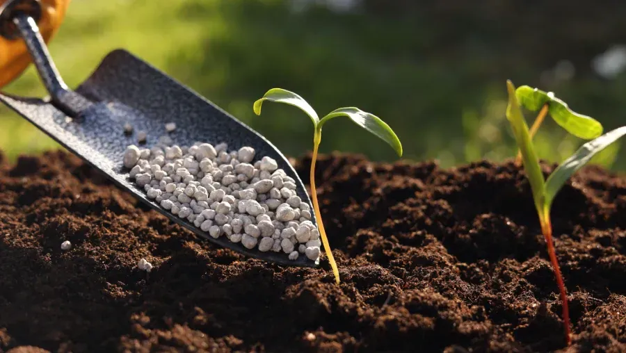 A gloved hand uses a garden trowel to pour white fertilizer pellets into dark soil next to small green plant seedlings.