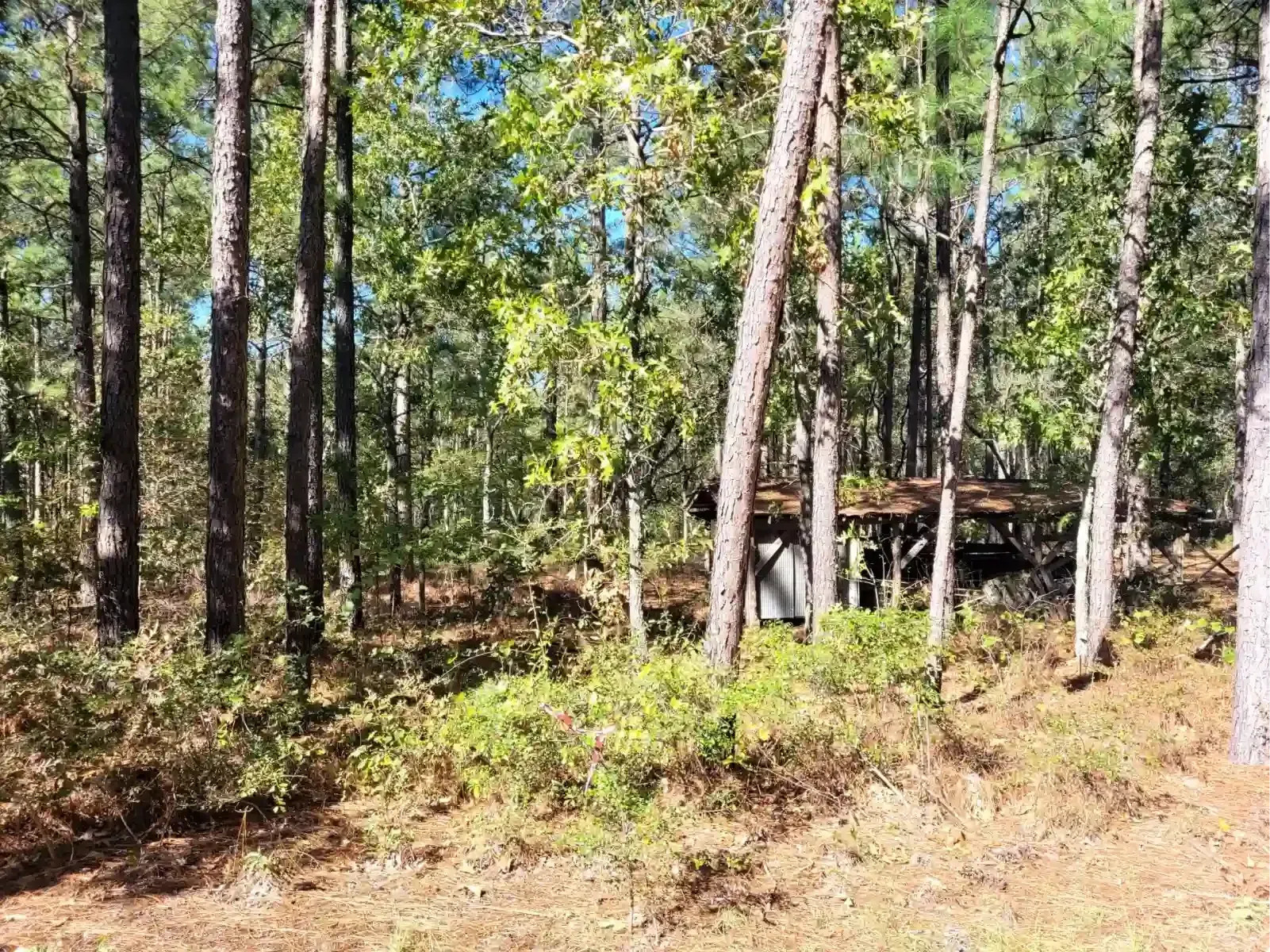 A rustic, weathered wooden pavilion sits nestled among tall pine trees in a sunlit forest clearing.