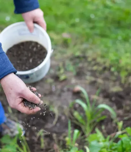 A gloved hand uses a garden trowel to pour white fertilizer pellets into dark soil next to small green plant seedlings.