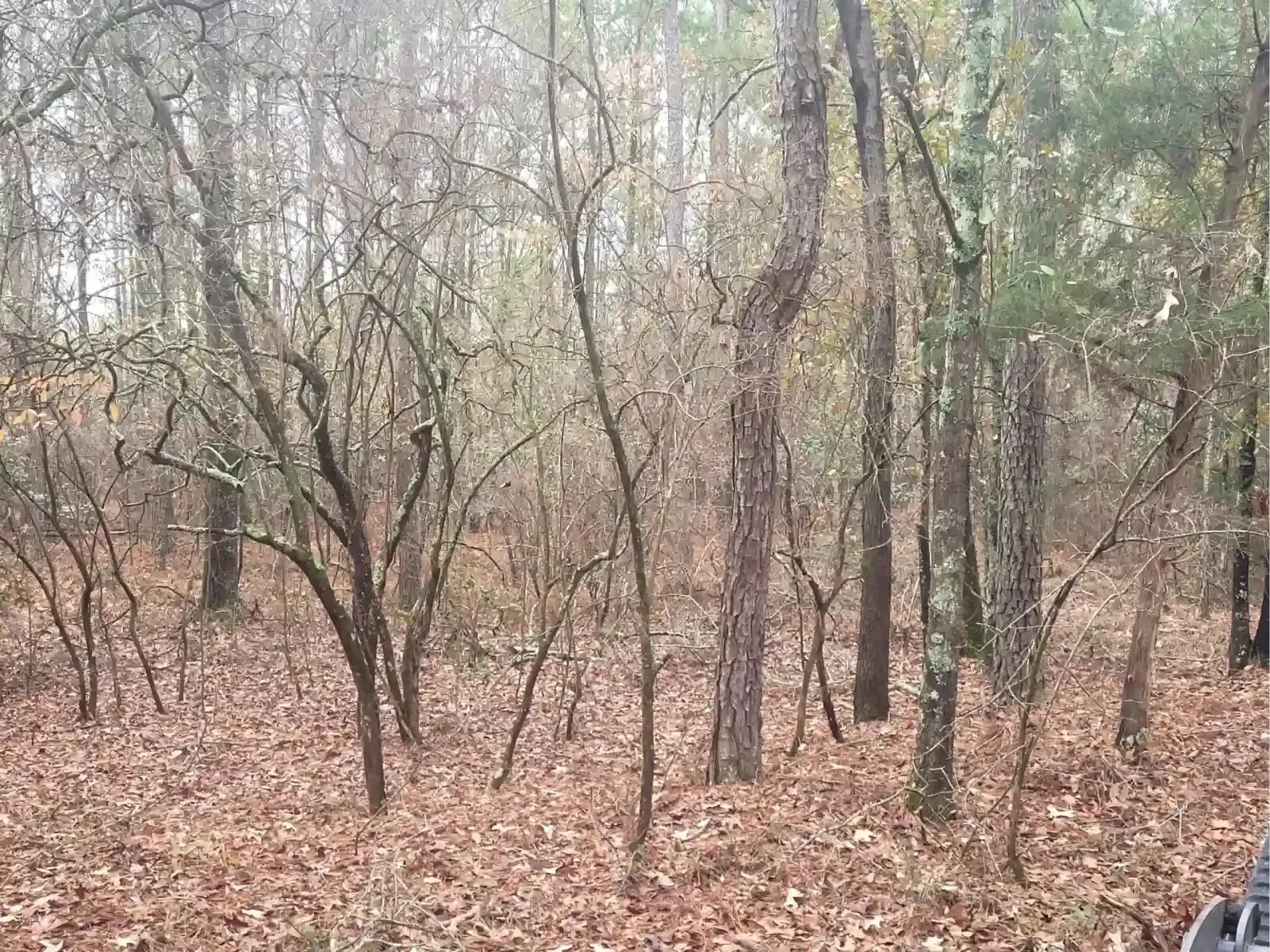 A wooded area filled with tall pine trees and smaller, bare trees scattered across a forest floor covered in brown leaves.