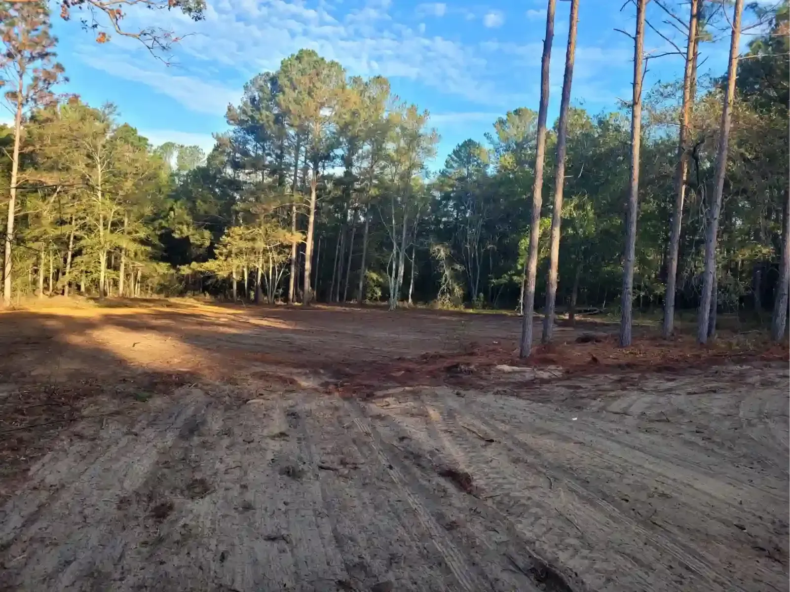 A cleared, sandy dirt lot bordered by a dense forest of pine trees under a bright blue, sunny sky.