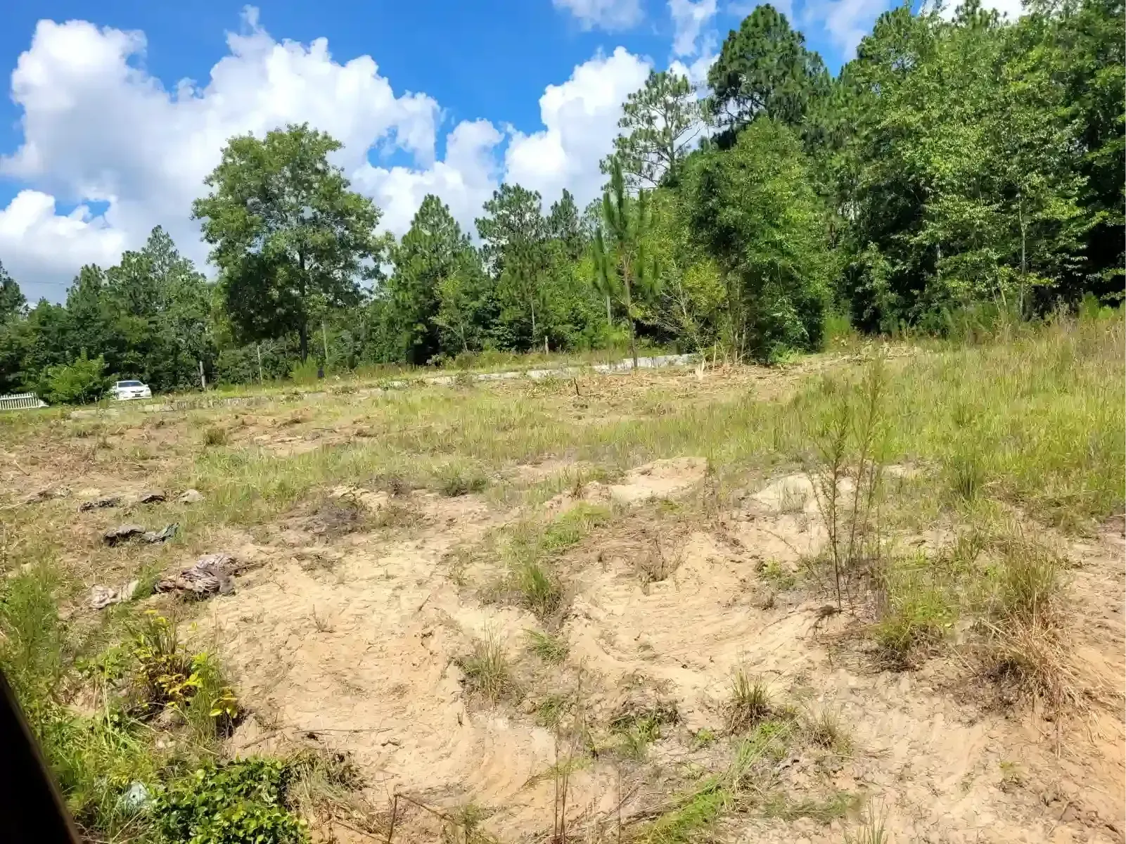 A sunny, grassy clearing with patches of exposed sandy soil leading up to a dense line of green trees under a blue sky.