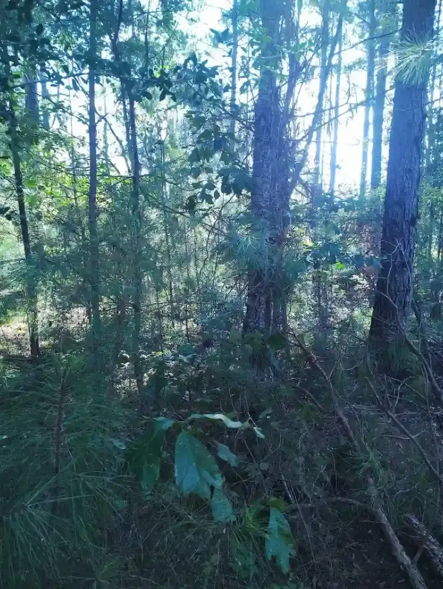 A sunlit forest scene with tall pine trees, dense underbrush, and green foliage in the foreground.