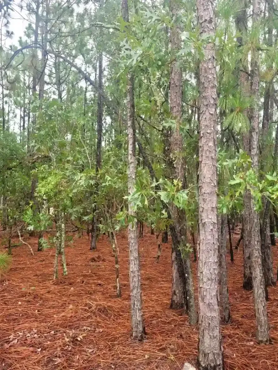 A pine forest with slender trees, green foliage, and a ground covered in brown pine needles.