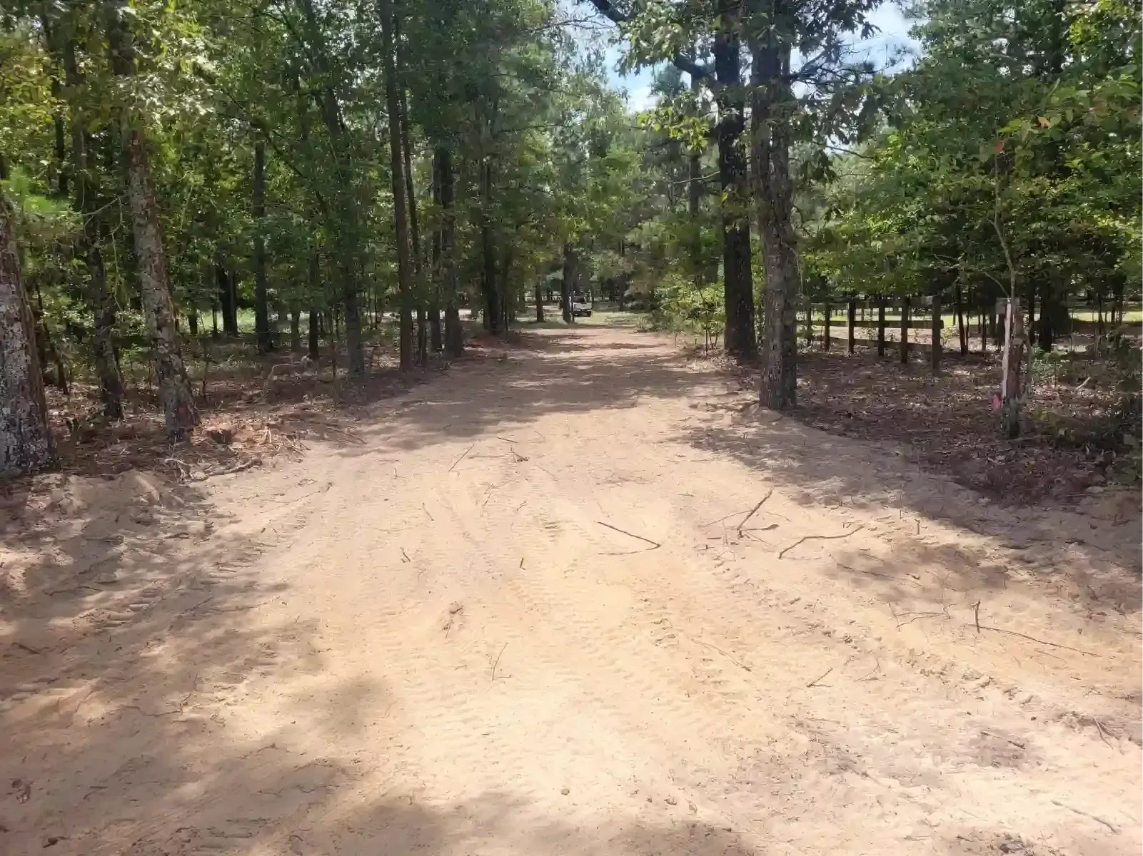 A dirt road winds through a lush, sunlit forest with tall trees lining both sides.