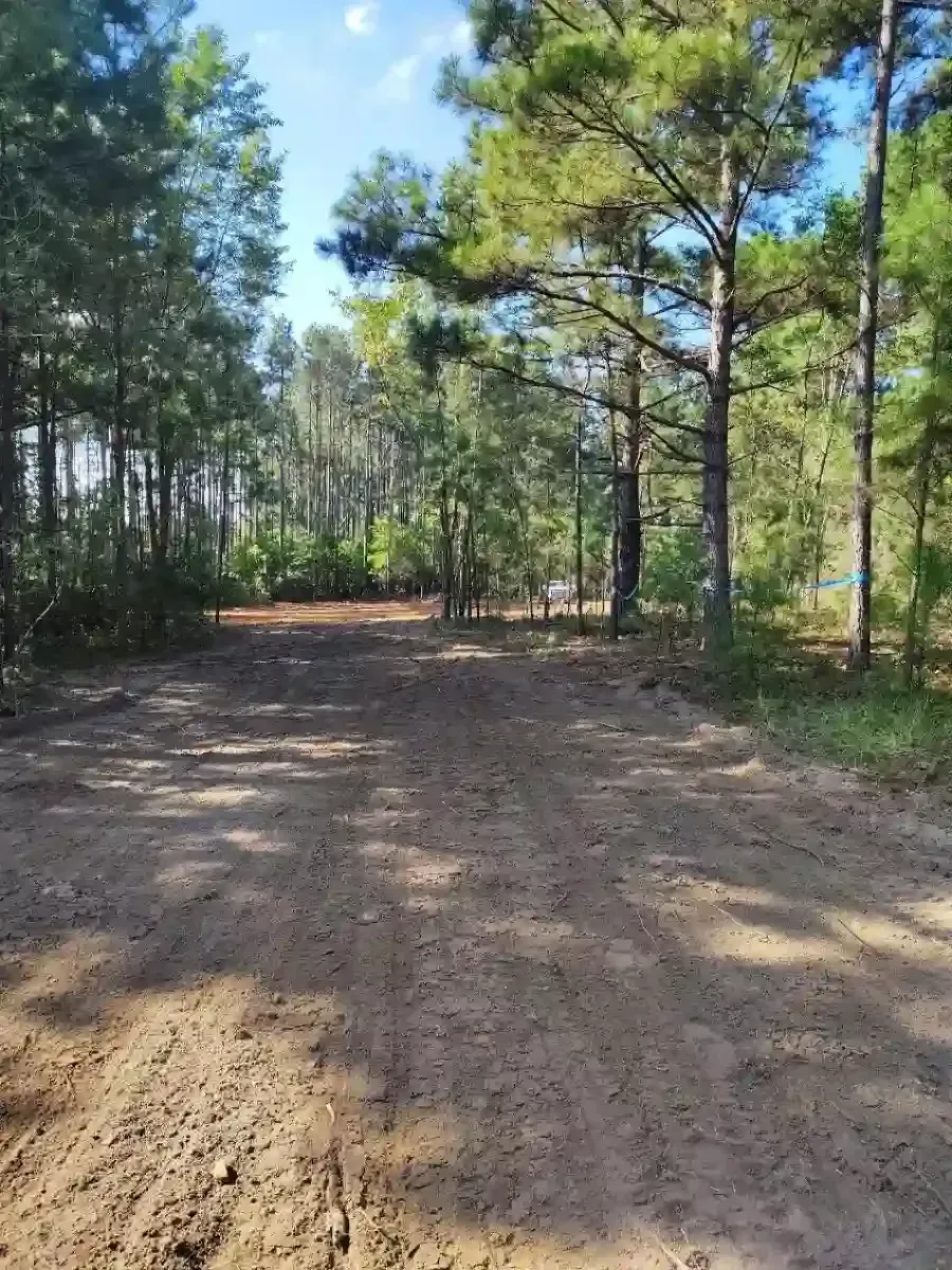 A cleared dirt path winds through a dense pine forest under a bright blue sky.
