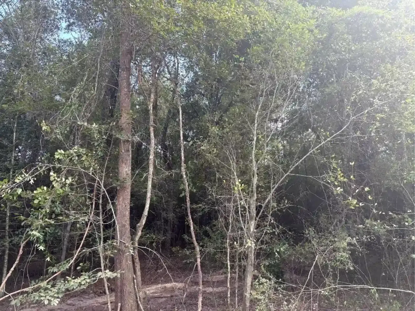 Sunlight filters through a dense, green forest with thin tree trunks and shaded undergrowth.