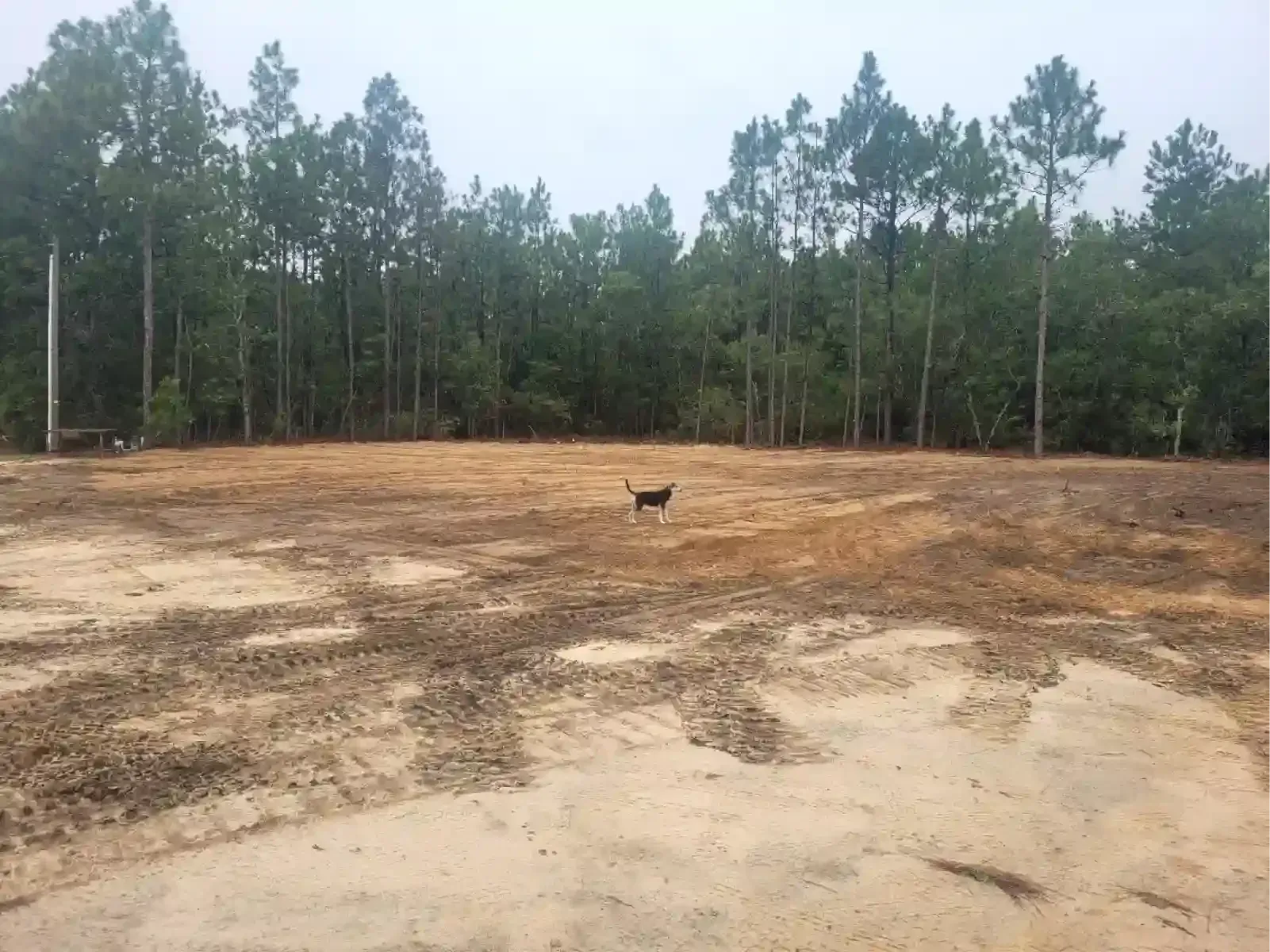 A small dog stands in the center of a large, flat, cleared dirt lot bordered by a dense forest of pine trees.