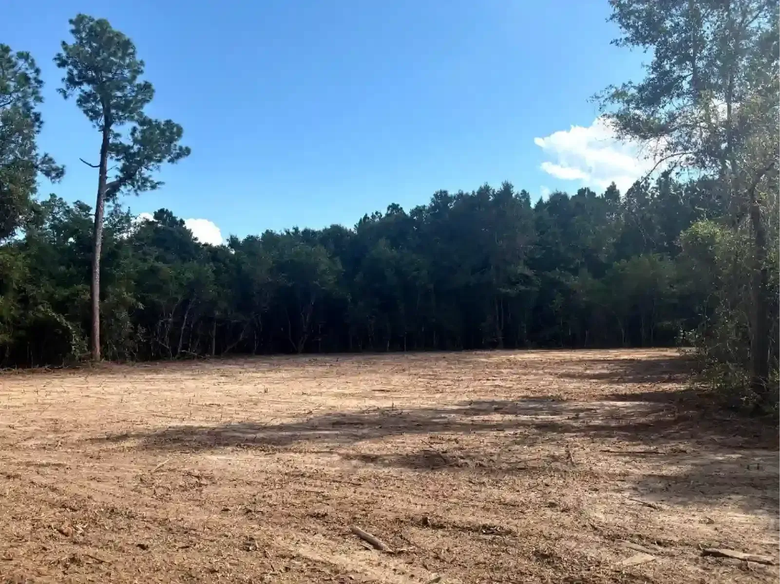 A cleared, flat patch of sandy soil in a forest clearing under a bright blue sky.