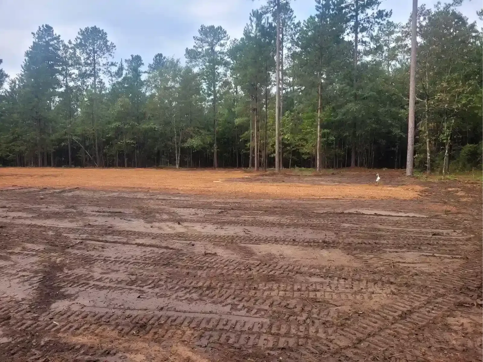 Muddy ground with tire tracks in the foreground, transitioning to a cleared patch of orange dirt before a dense forest.