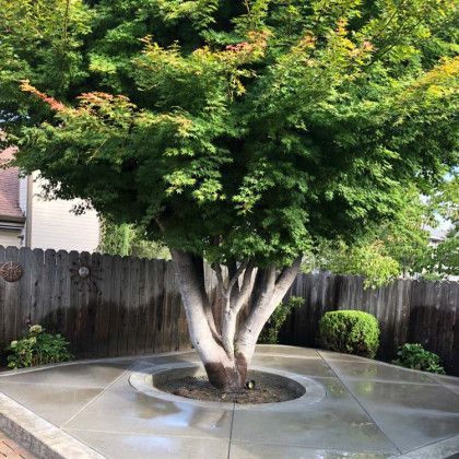 There is a tree in the middle of a concrete patio.