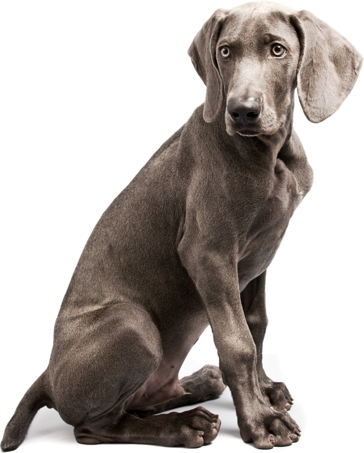 A gray dog is sitting on a white surface
