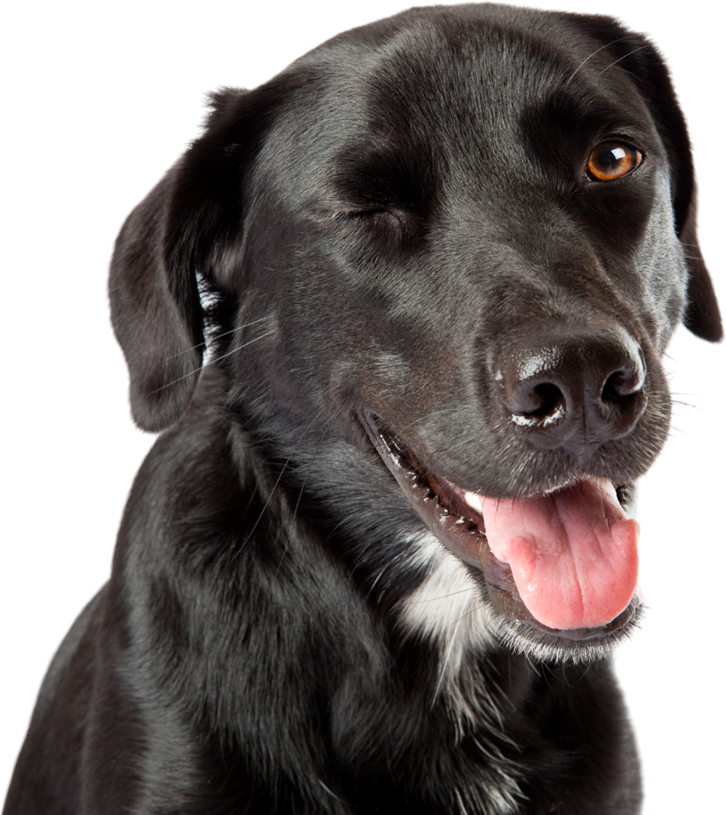 A close up of a black dog with its tongue out