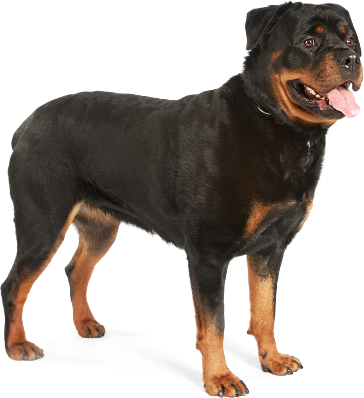 A black and brown dog with its tongue hanging out