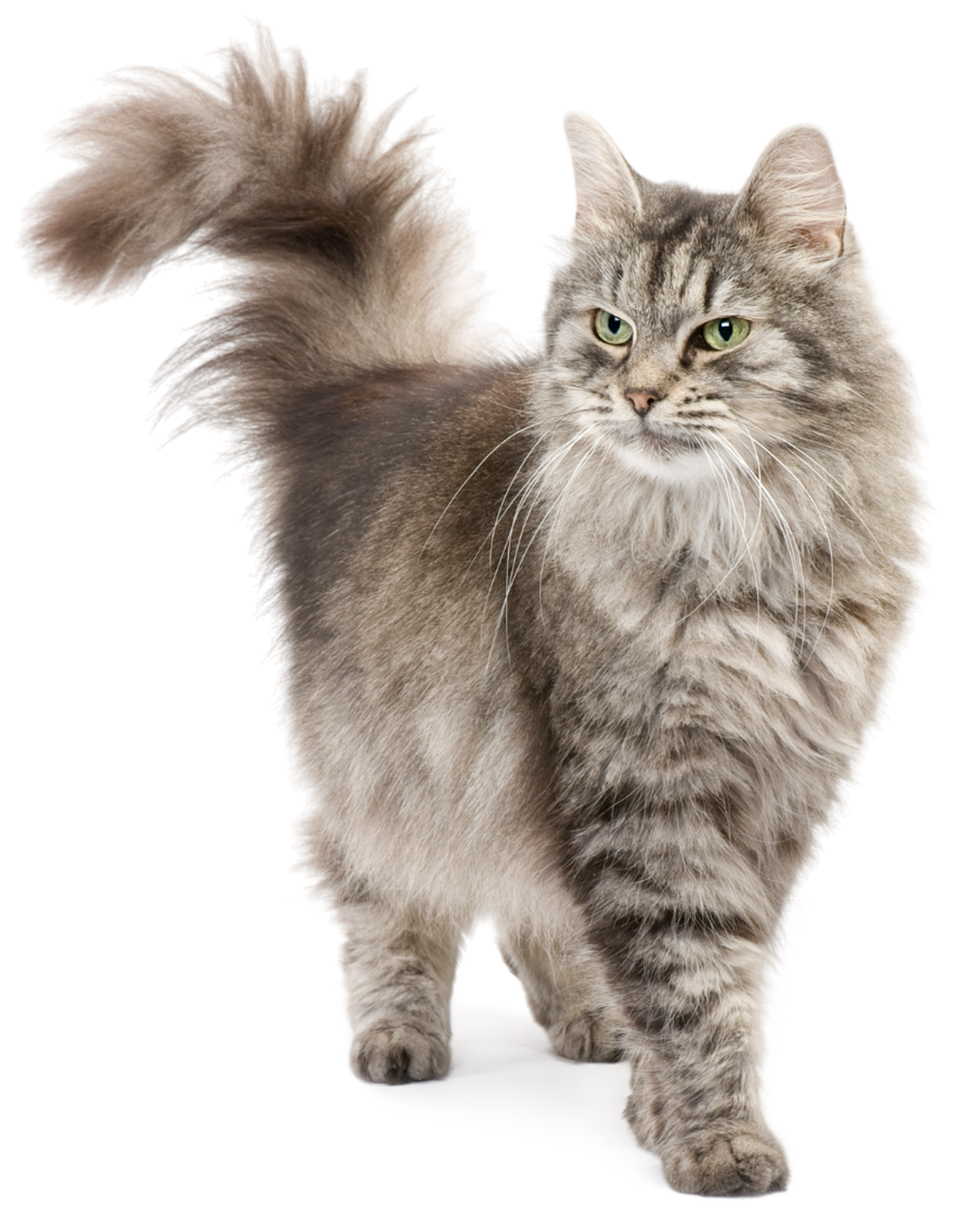A fluffy gray cat is walking on a white background.