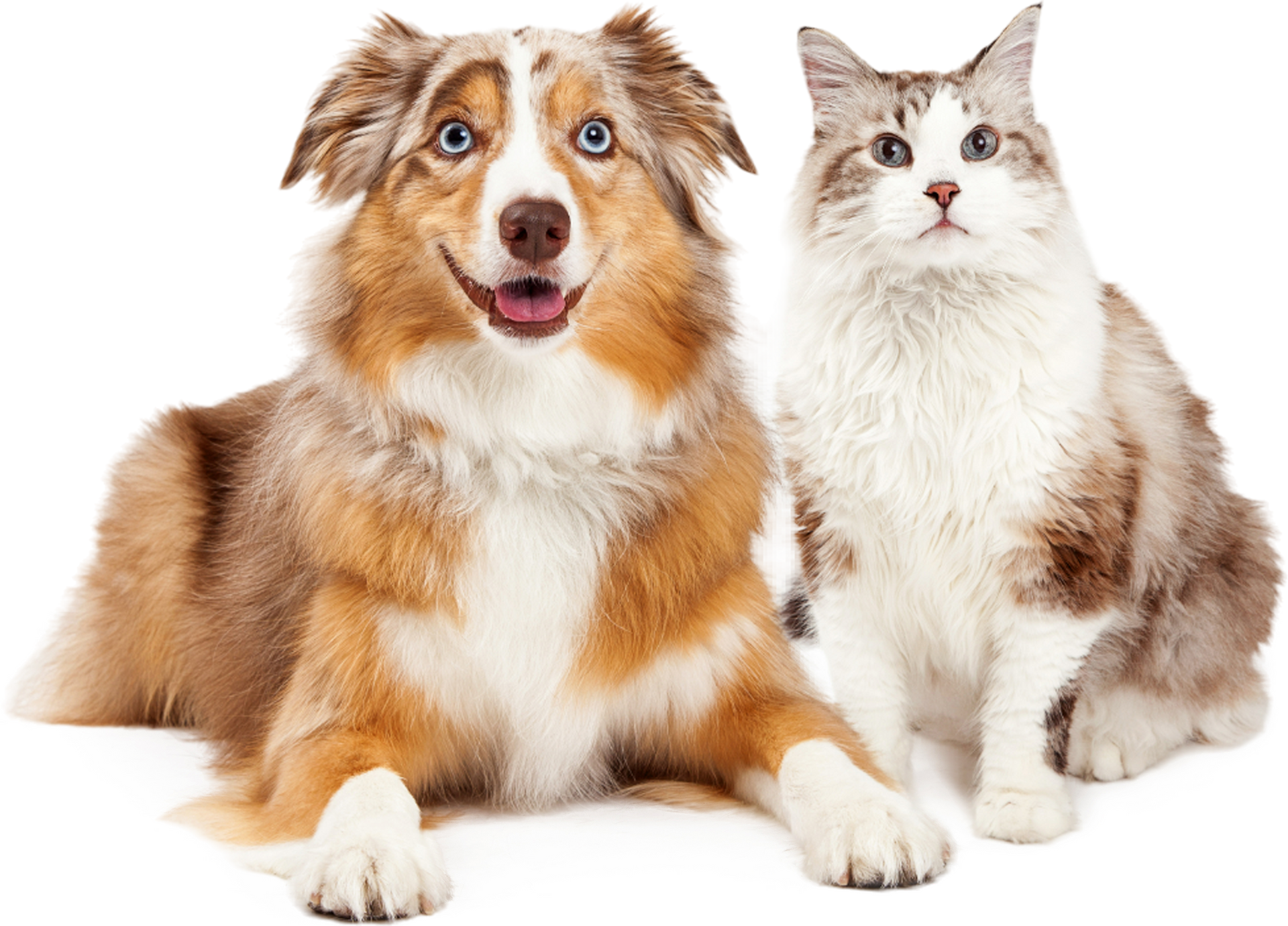 A dog and a cat are sitting next to each other on a white background.
