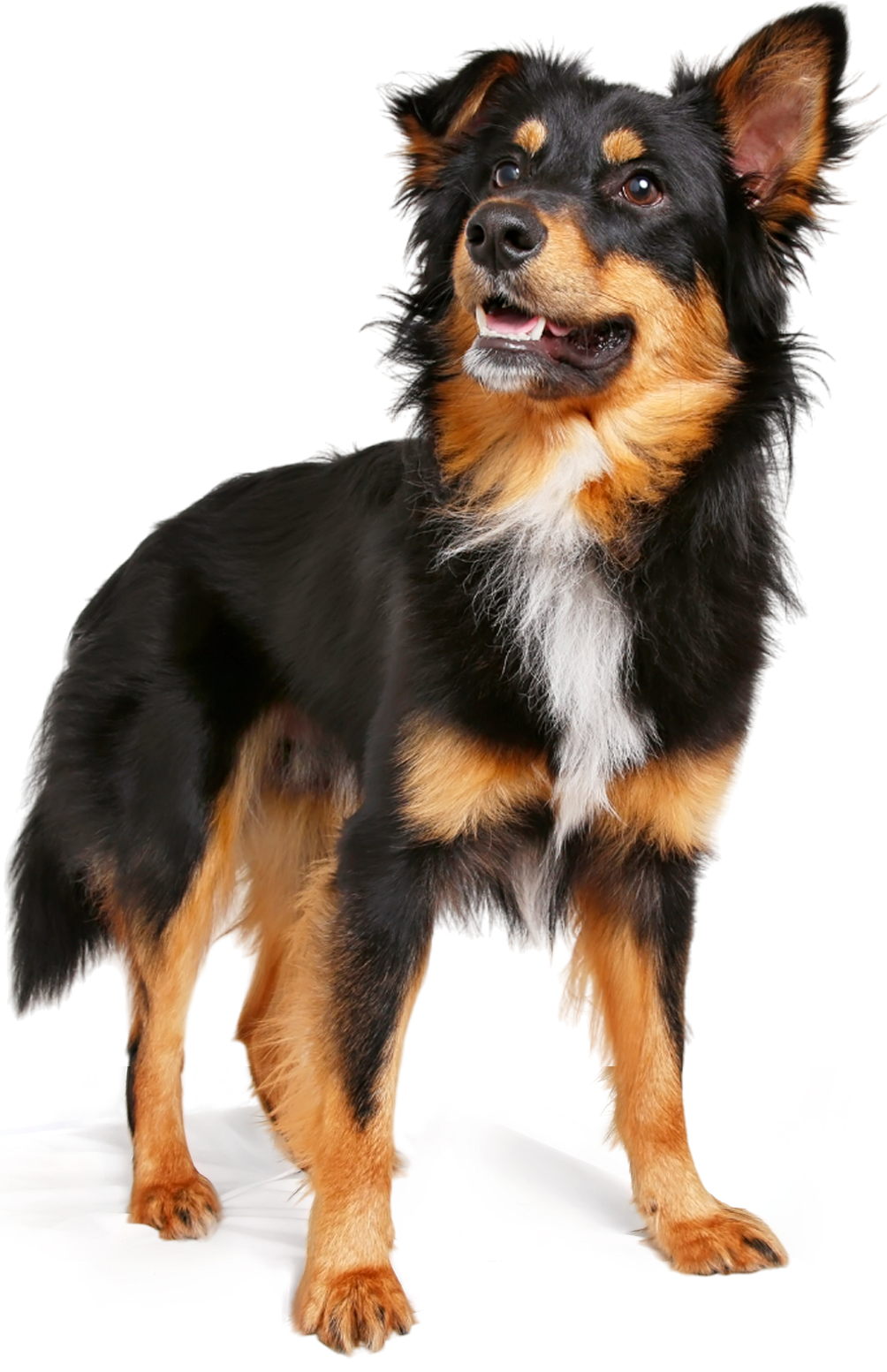 A black and brown dog is standing on a white background