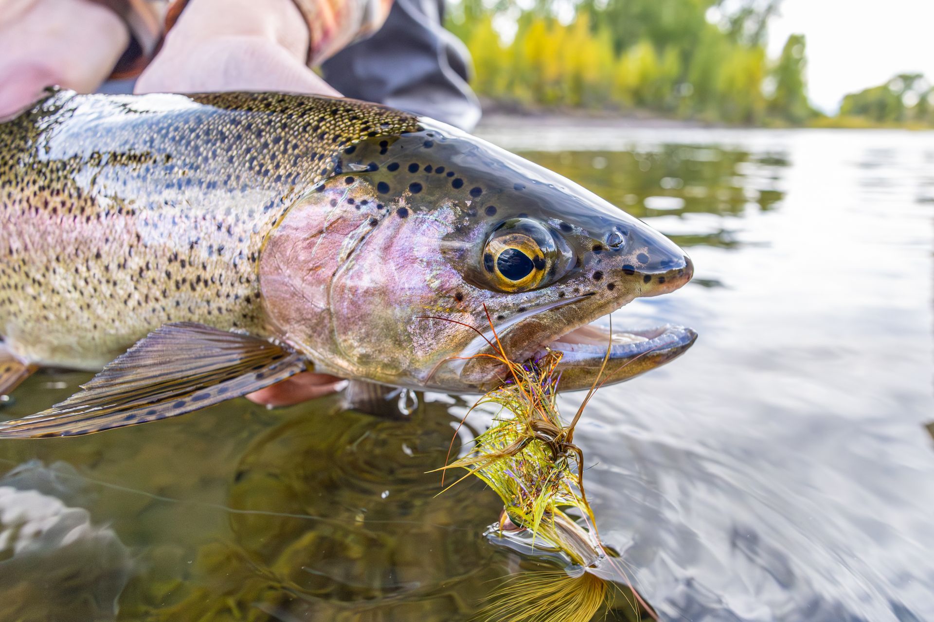 Trout fl fishing on Jemas Ranch in Wyoming.