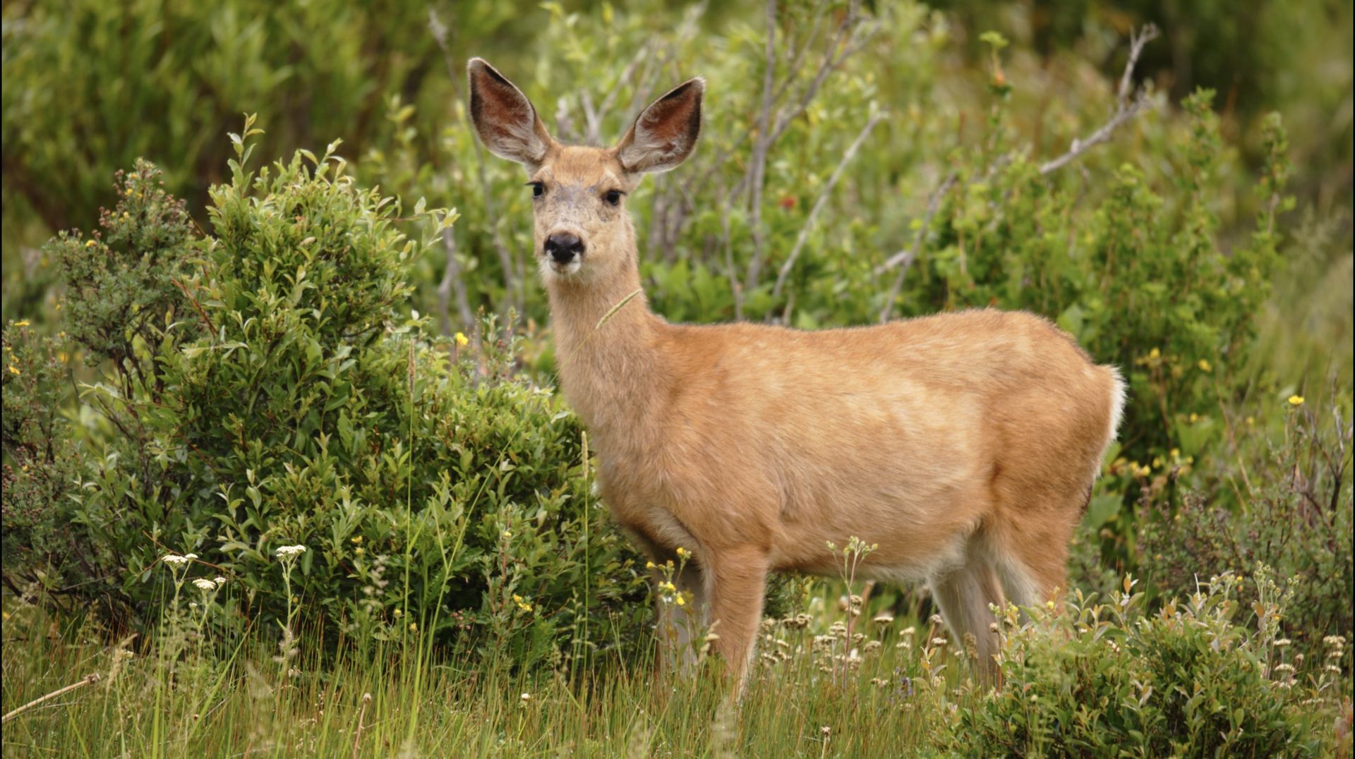 Deer on Jemas Ranch in the Spring