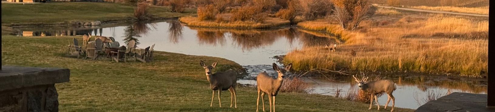 A group of deer standing next to a body of water.