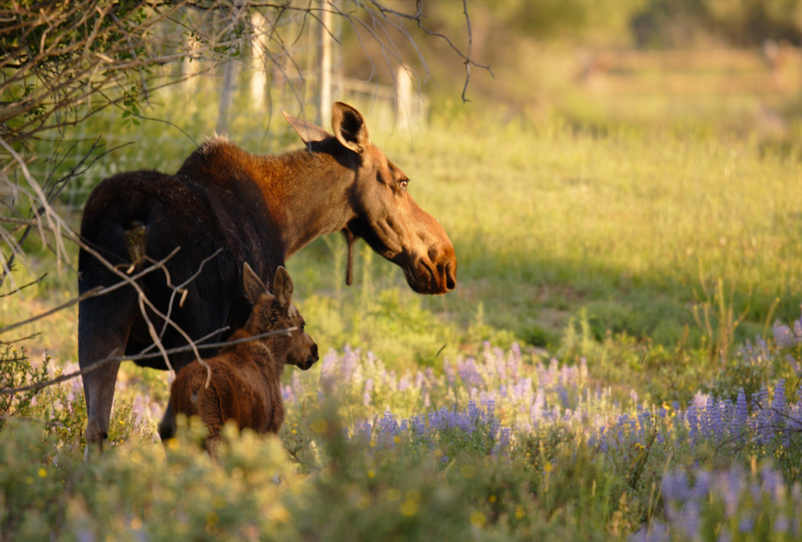 Moose on Jemas Ranch in Daniel, Wyoming