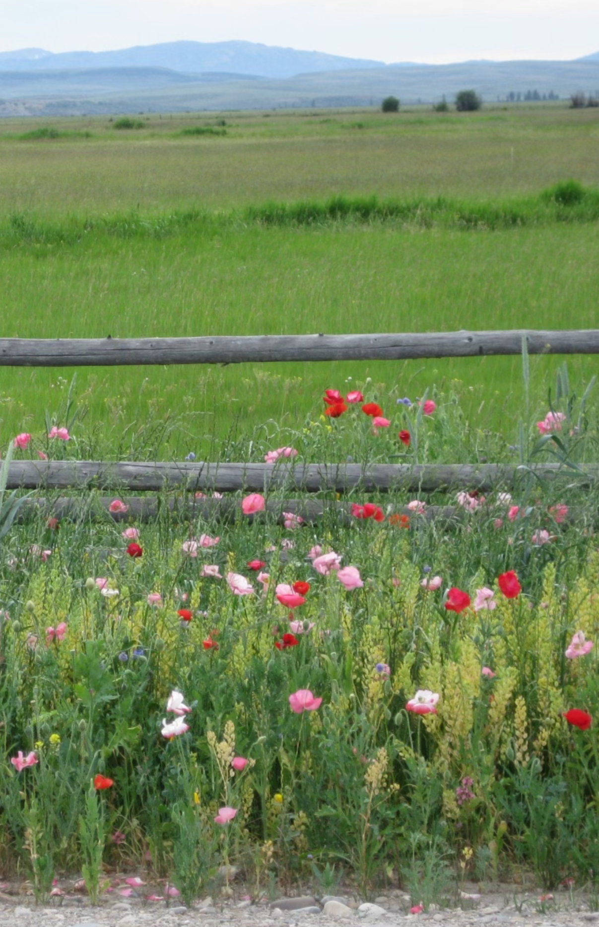 Spring wildflowers on Jemas Ranch.