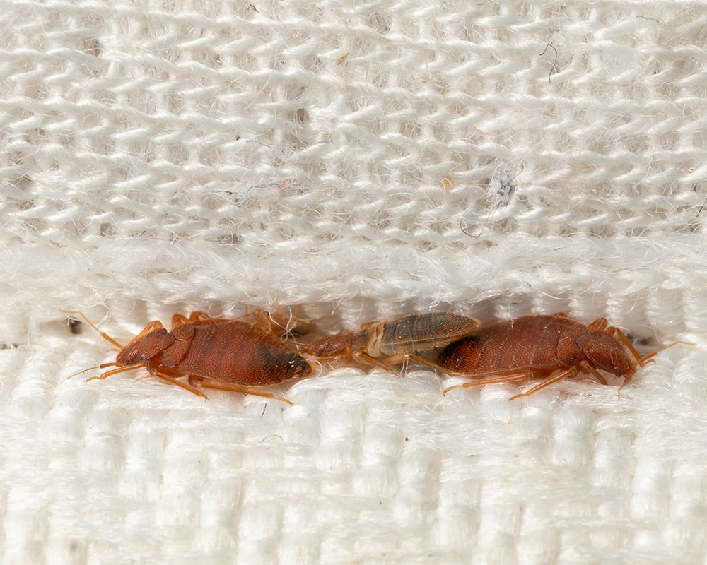 Effective Pest Solutions Sevierville, TN Ron Smith