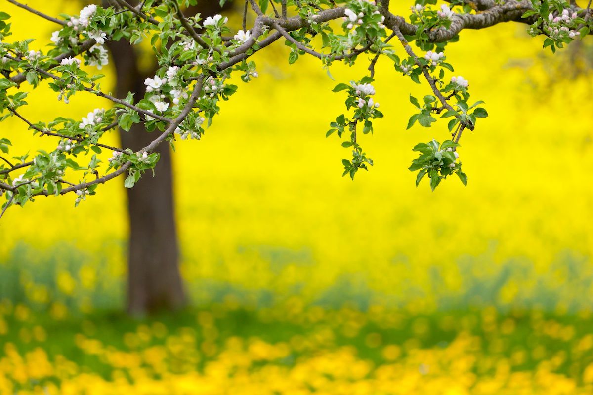 Allergens From HVAC in Lake Ozark | Controlled Heating & Cooling