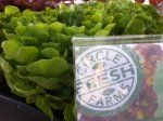 Farmers Market Adventure at Vitruvian Fitness