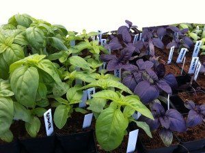 Farmers Market at Vitruvian Fitness