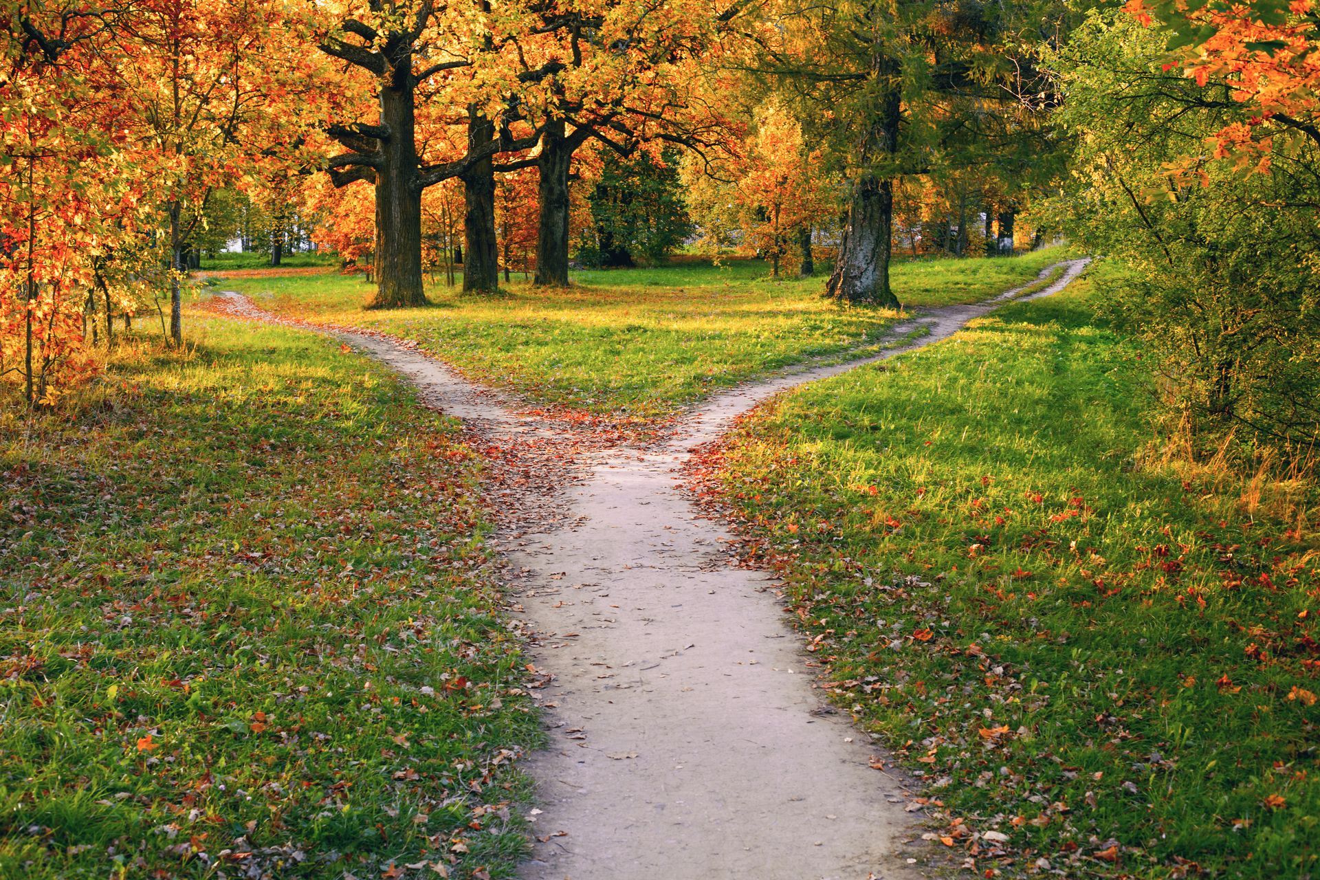 Forking path in autumn park, with trees and colorful foliage.