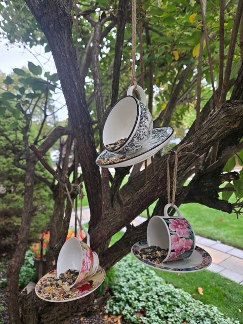 Hanging teacup bird feeders in a tree