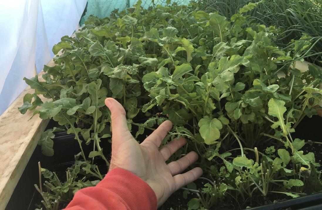 WES/DPS Arugula First Cut Harvest