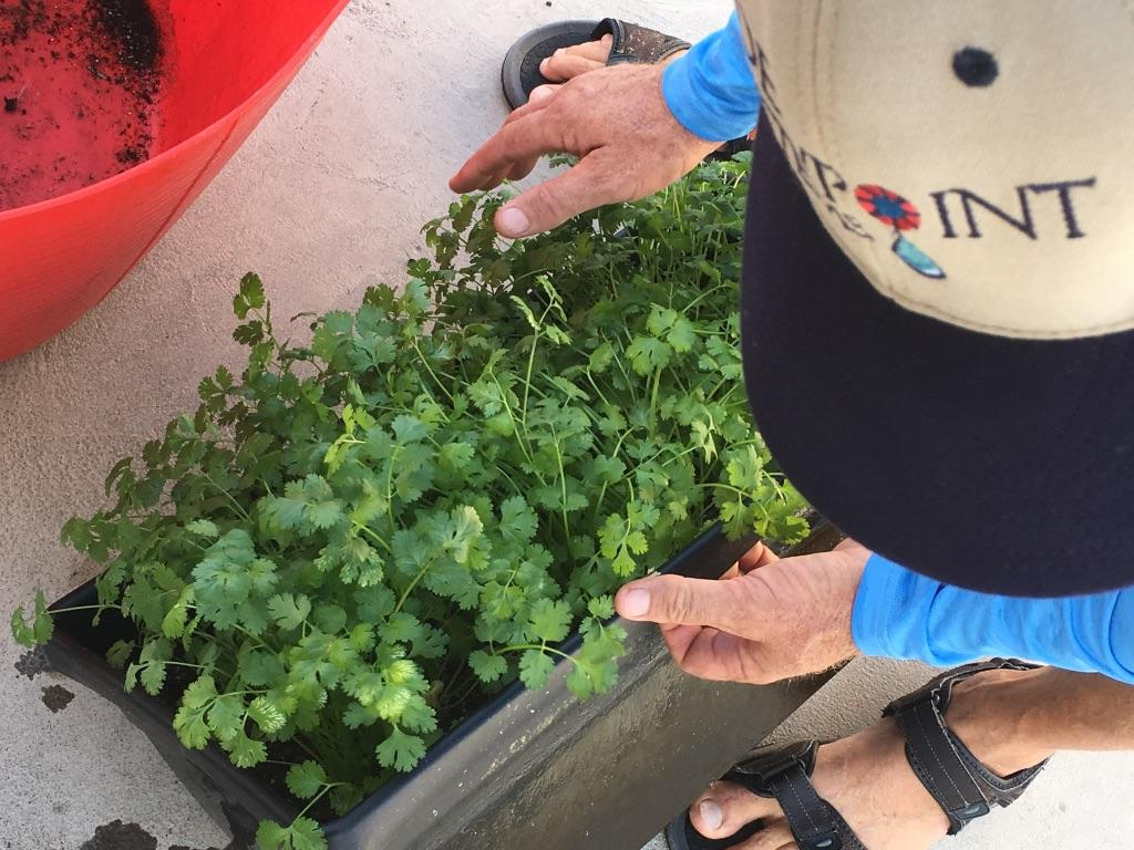WES/DPS Cilantro Harvest from Vessel