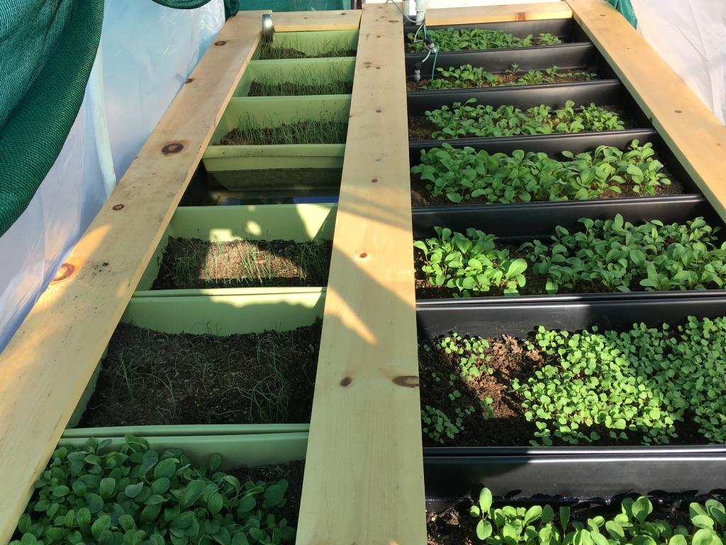 WES/DPS Germination
